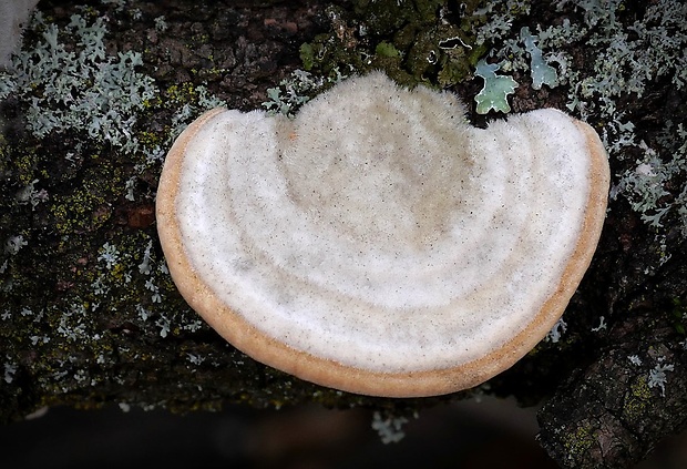 trúdnikovec chlpatý Trametes hirsuta (Wulfen) Lloyd