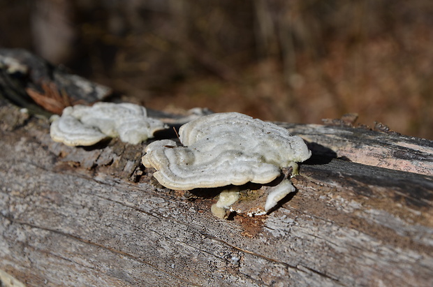 trúdnikovec chlpatý Trametes hirsuta (Wulfen) Lloyd