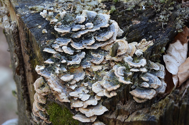 trúdnikovec pestrý Trametes versicolor (L.) Lloyd