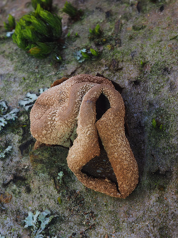 dutinovka otrubnatá Encoelia furfuracea (Roth) P. Karst.