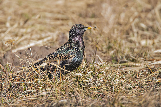 škorec lesklý  Sturnus vulgaris