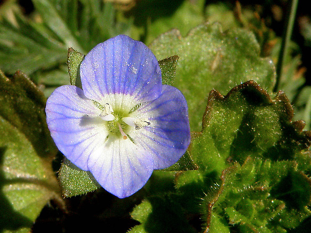 veronika perzská Veronica persica Poir.