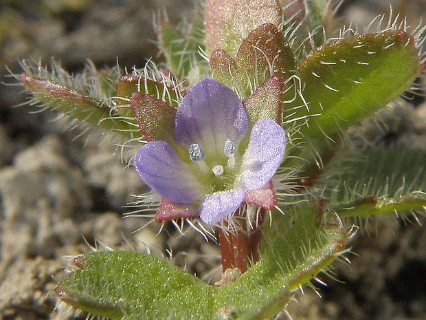 veronika laločnatá Veronica sublobata M. A. Fisch.