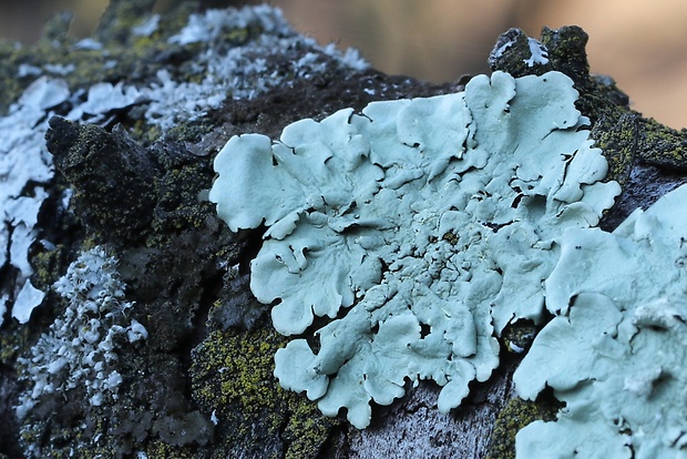 diskovka kučeravá Flavoparmelia caperata (L.) Hale