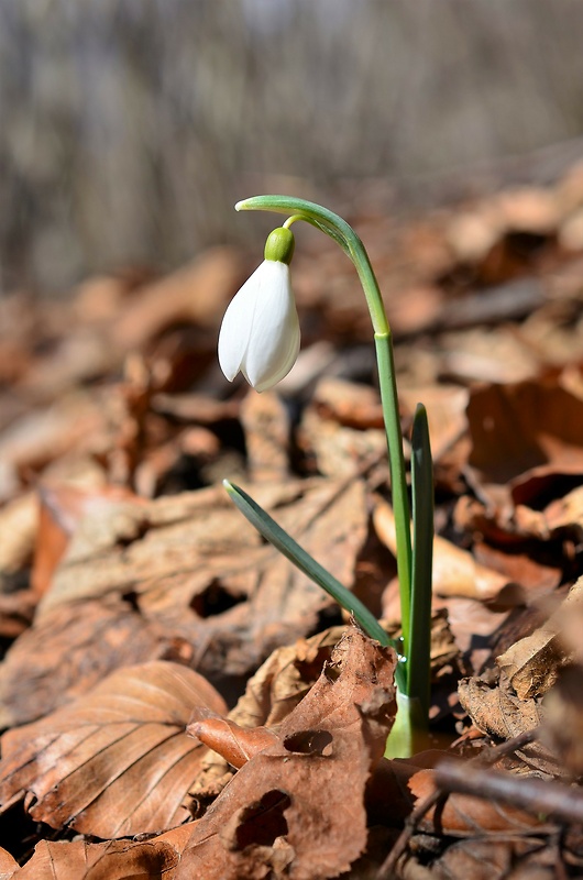 snežienka jarná Galanthus nivalis L.