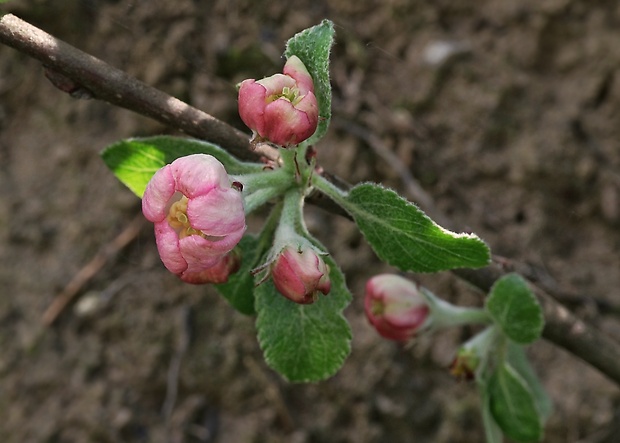 jabloň domáca Malus domestica Borkh.