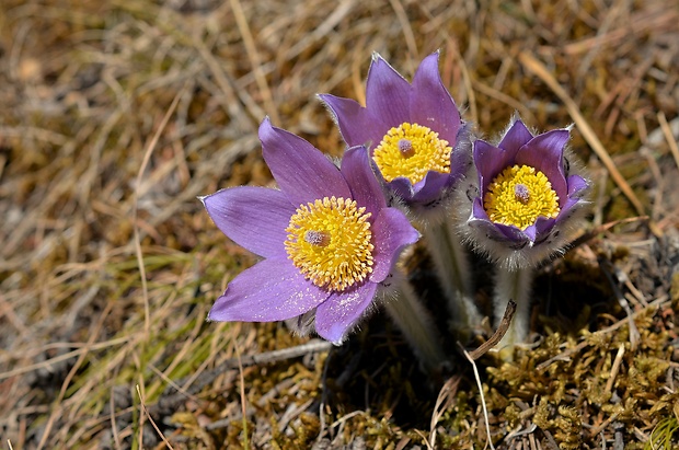 poniklec slovenský Pulsatilla slavica Reuss