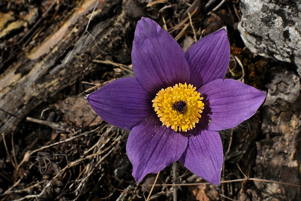 poniklec slovenský Pulsatilla slavica Reuss