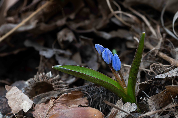 scila dvojlistá Scilla bifolia agg. L.