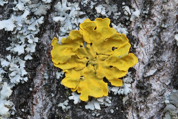 diskovník múrový Xanthoria parietina var. parietina (L.) Th. Fr.