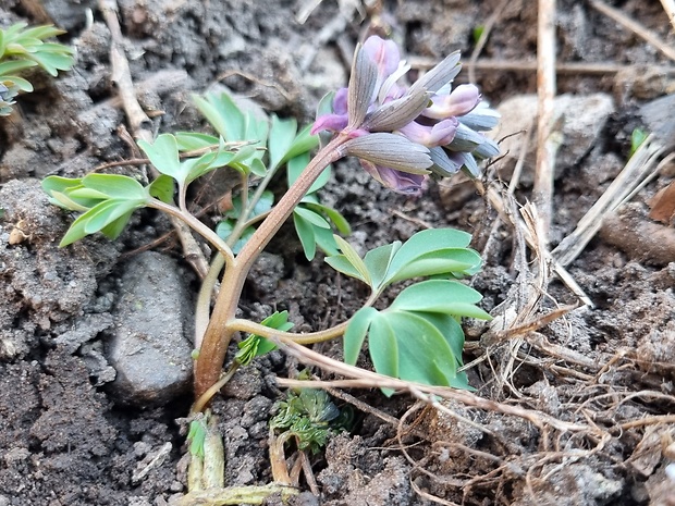 chochlačka plná Corydalis solida (L.) Clairv.