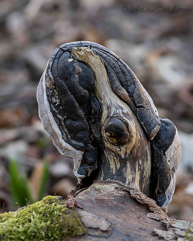 ohňovec obyčajný Phellinus igniarius (L.) Quél.