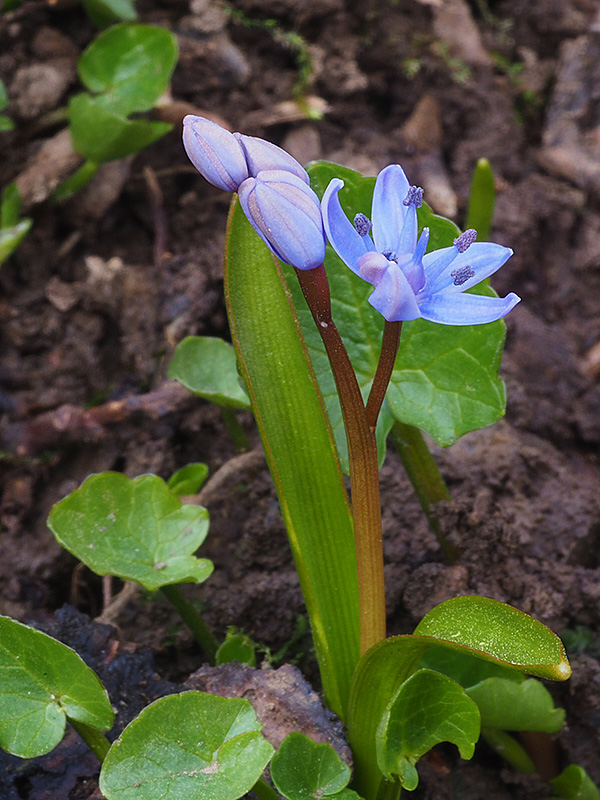 scila karpatská Scilla kladnii Schur