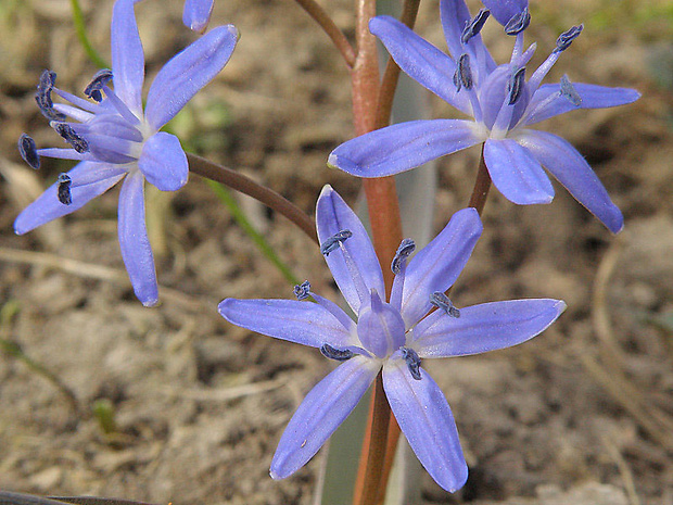 scila viedenská Scilla vindobonensis Speta