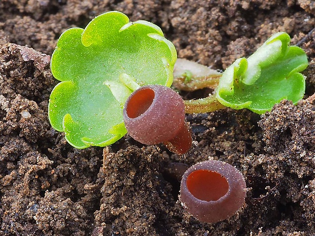 hľuznatka Sclerotinia sp.