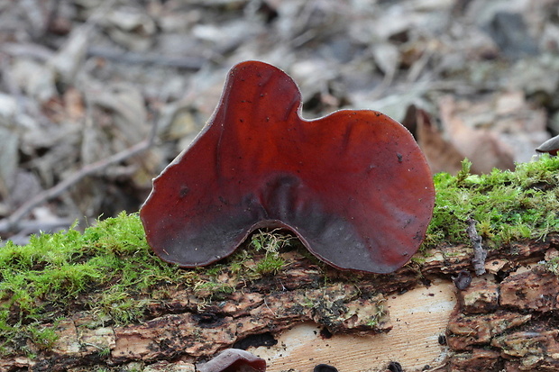 uchovec bazový Auricularia auricula-judae (Bull.) Quél.