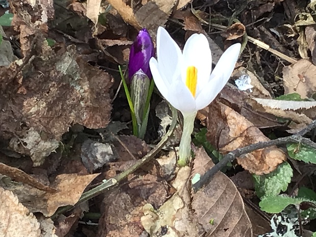 šafran bielokvetý Crocus albiflorus Kit. ex Schult.