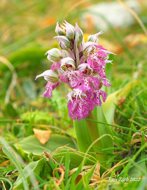 neotinea Orchis lactea Poiret