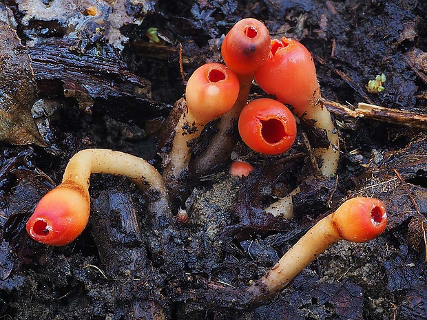 ohnivček zimný Microstoma protractum (Fr.) Kanouse