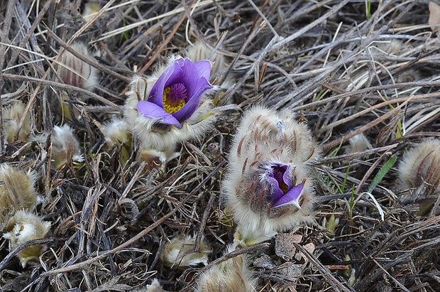 poniklec veľkokvetý Pulsatilla grandis Wender.