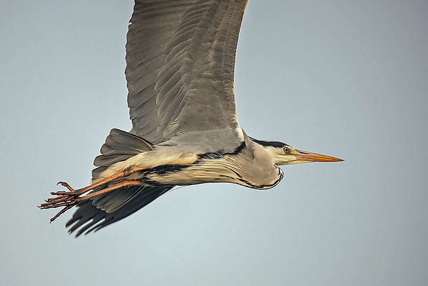 volavka popolavá  Ardea cinerea