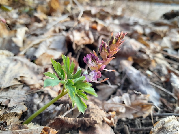 chochlačka plná Corydalis solida (L.) Clairv.