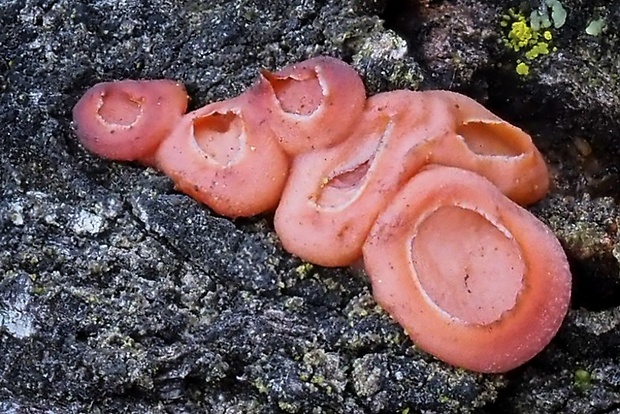 kráterokrčka čerešňová Craterocolla cerasi (Schumach.) Sacc.