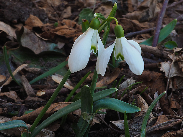 snežienka jarná Galanthus nivalis L.