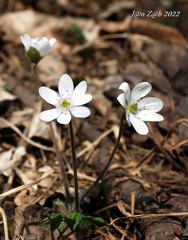 pečeňovník trojlaločný Hepatica nobilis Schreb.