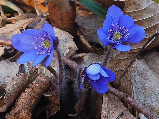 pečeňovník trojlaločný Hepatica nobilis Schreb.