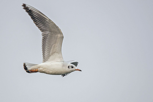 čajka smejivá  Larus ridibundus