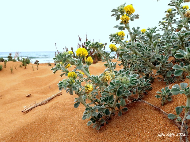 lucerna Medicago marina L.