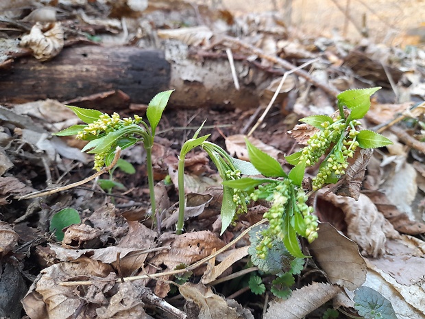 bažanka trváca Mercurialis perennis L.