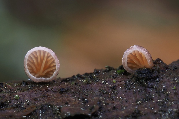 pňovka fialovohnedá Panellus violaceofulvus (Batsch) Singer