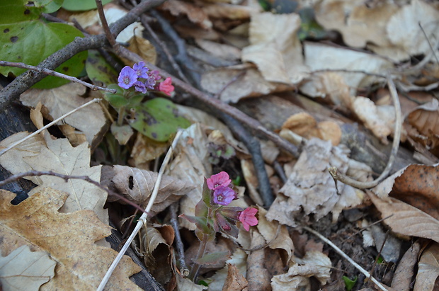 pľúcnik lekársky Pulmonaria officinalis L.