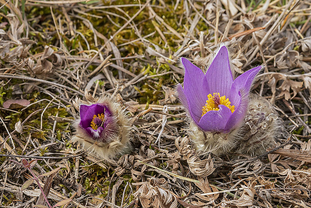 poniklec veľkokvetý  Pulsatilla grandis  Wender.