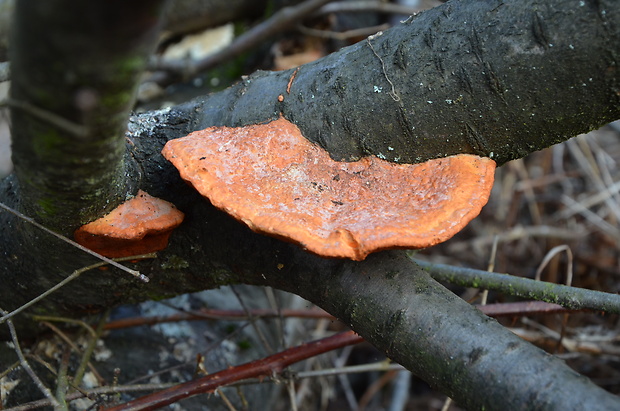 červenica rumelková Pycnoporus cinnabarinus (Jacq.) P. Karst.