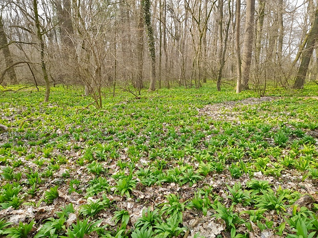 cesnak medvedí Allium ursinum L.