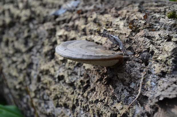 lesklokôrovka plochá Ganoderma applanatum (Pers.) Pat.