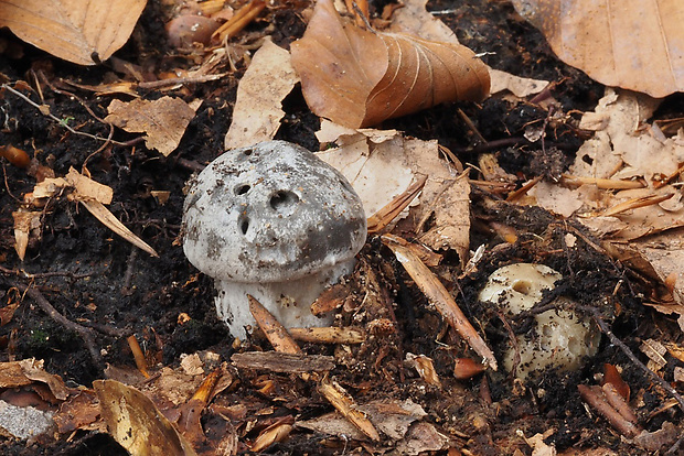 šťavnačka marcová Hygrophorus marzuolus (Fr.) Bres.