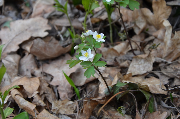 veterník žltuškovitý Isopyrum thalictroides L.