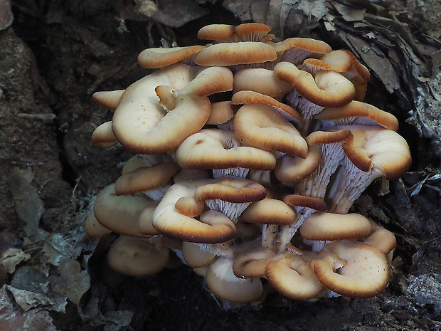 húževnatček ulitovitý Lentinellus cochleatus (Pers.) P. Karst.