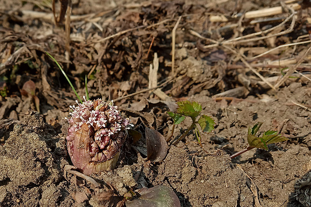 deväťsil lekársky Petasites hybridus (L.) P. Gaertn., B. Mey. et Scherb.