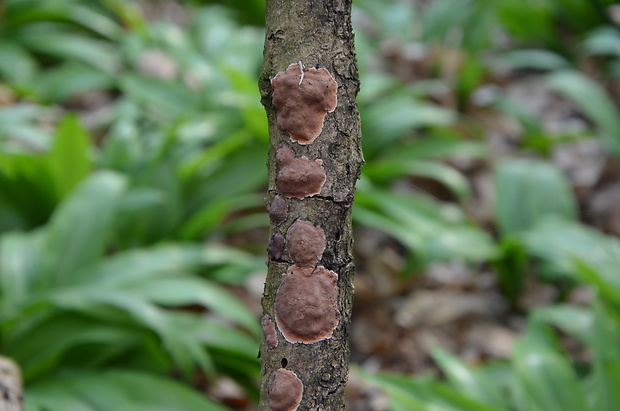 ohňovec Phellinus sp.