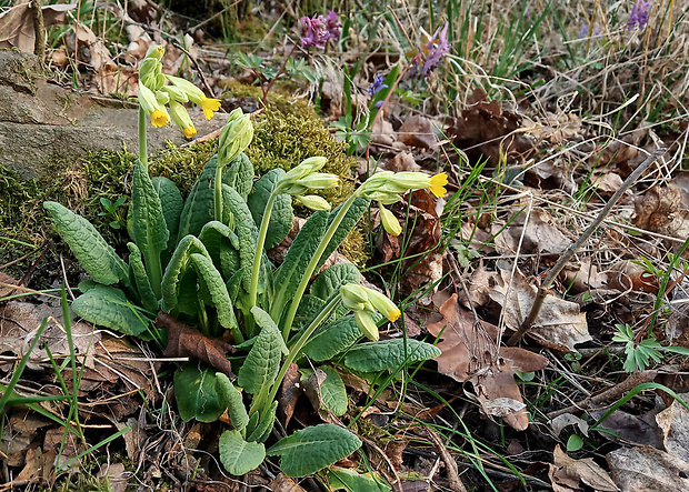 prvosienka jarná Primula veris L.