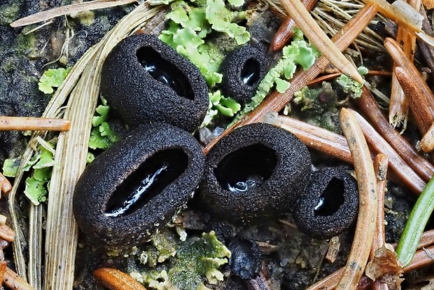 misôčka černastá Pseudoplectania nigrella (Pers.) Fuckel