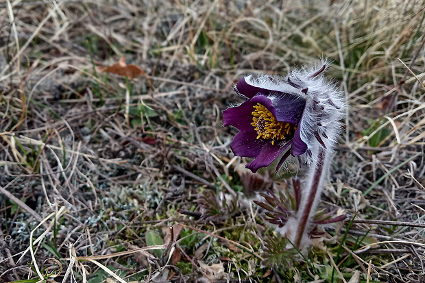 poniklec lúčny český Pulsatilla pratensis subsp. bohemica Skalický