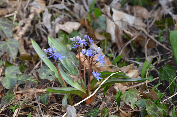 scila severná Scilla drunensis (Speta) Speta