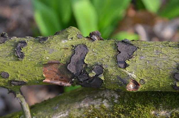 peniazovček biscogniauxia sp.