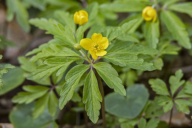 veternica iskerníkovitá Anemone ranunculoides L.